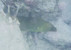 Gymnothorax funebris