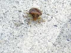 Hermolaus amurensis