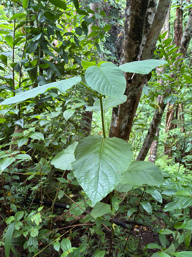 Clerodendrum macrostegium observed 2026-07-22