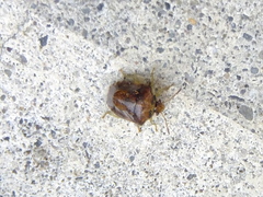 Hermolaus amurensis
