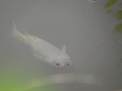 Planiliza subviridis