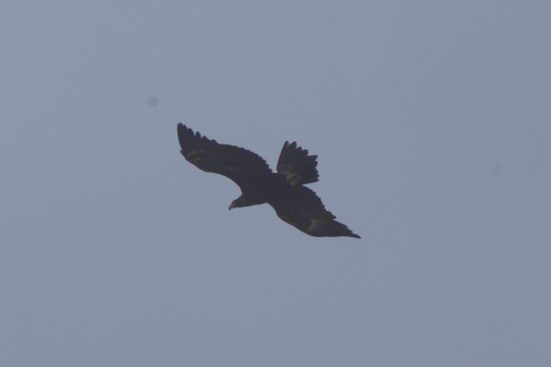 Mainland Wedge-tailed Eagle