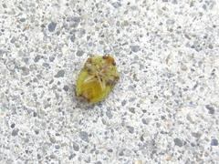 Hermolaus amurensis