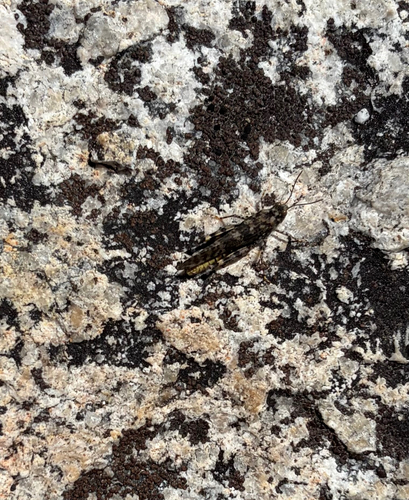 iNaturalist observation photo of Dancing Grasshopper
