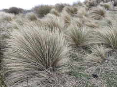 Poa cita, photograph (c) John Barkla, some rights reserved (CC BY)