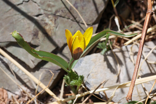 Tulipa uniflora, photograph 1