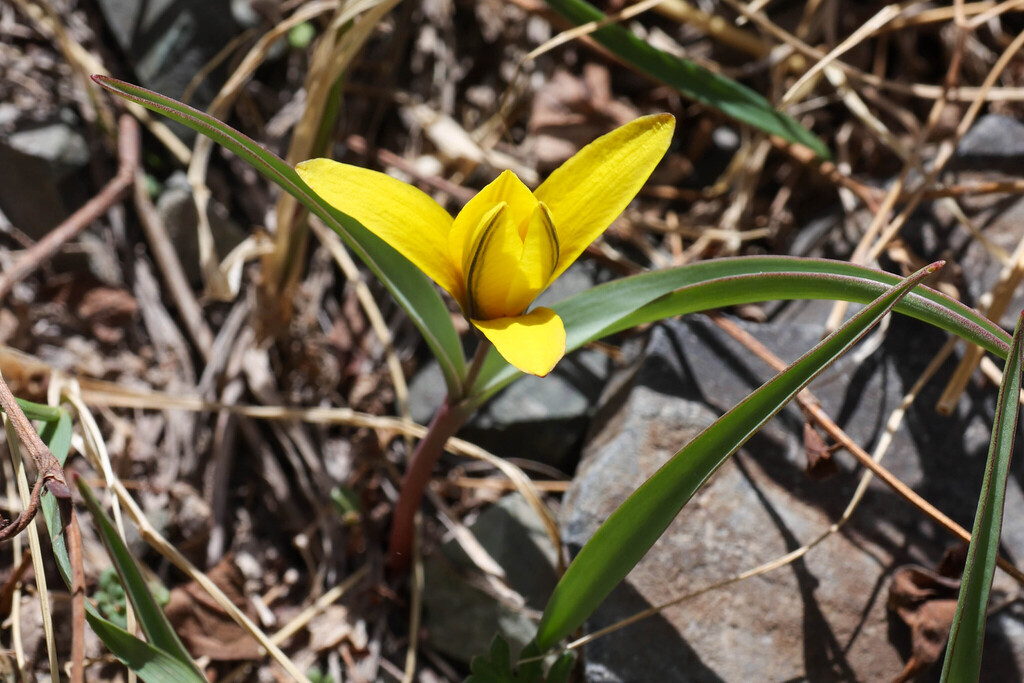 Tulipa uniflora; photograph (c) Tom Field, some rights reserved (CC BY)