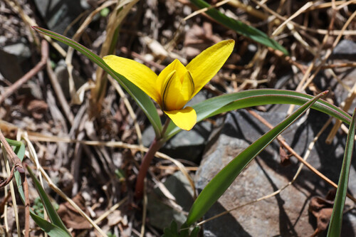 Tulipa uniflora