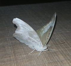 Adoliadini