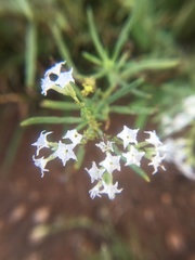 Heliotropium longiflorum