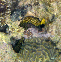 Gymnothorax miliaris