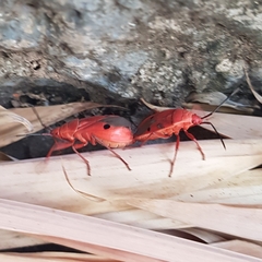 Probergrothius nigricornis