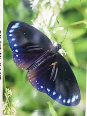 Euploea sylvester swinhoei