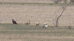 Neophron percnopterus