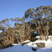 Snow Gum - Photo (c) Dean Nicolle, some rights reserved (CC BY-NC), uploaded by Dean Nicolle