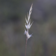 Rytidosperma tenuius