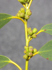 Eucalyptus pauciflora acerina
