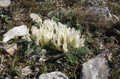 Astragalus rupifragus