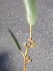 Eucalyptus pauciflora acerina