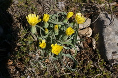Takhtajaniantha crispa