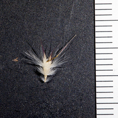 Rytidosperma tenuius