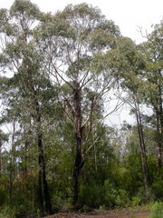 Eucalyptus smithii
