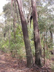 Eucalyptus smithii