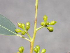 Eucalyptus smithii