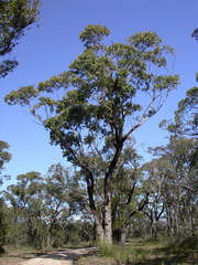 Eucalyptus botryoides