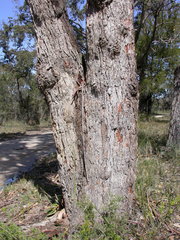 Eucalyptus botryoides