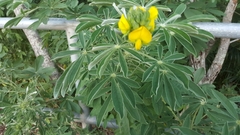 Crotalaria grahamiana