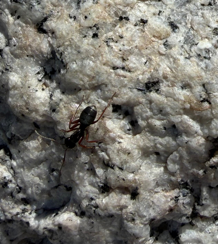 iNaturalist observation photo of Western Black Carpenter Ant