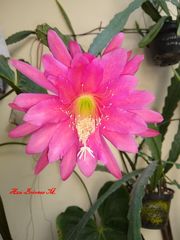 Disocactus phyllanthoides