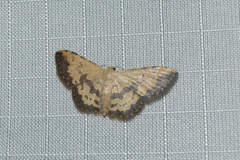 Idaea phaeocrossa