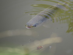 Planiliza subviridis