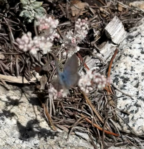 iNaturalist observation photo of Typical Blues