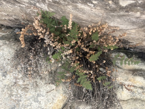 Fee's lip fern