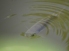 Planiliza subviridis