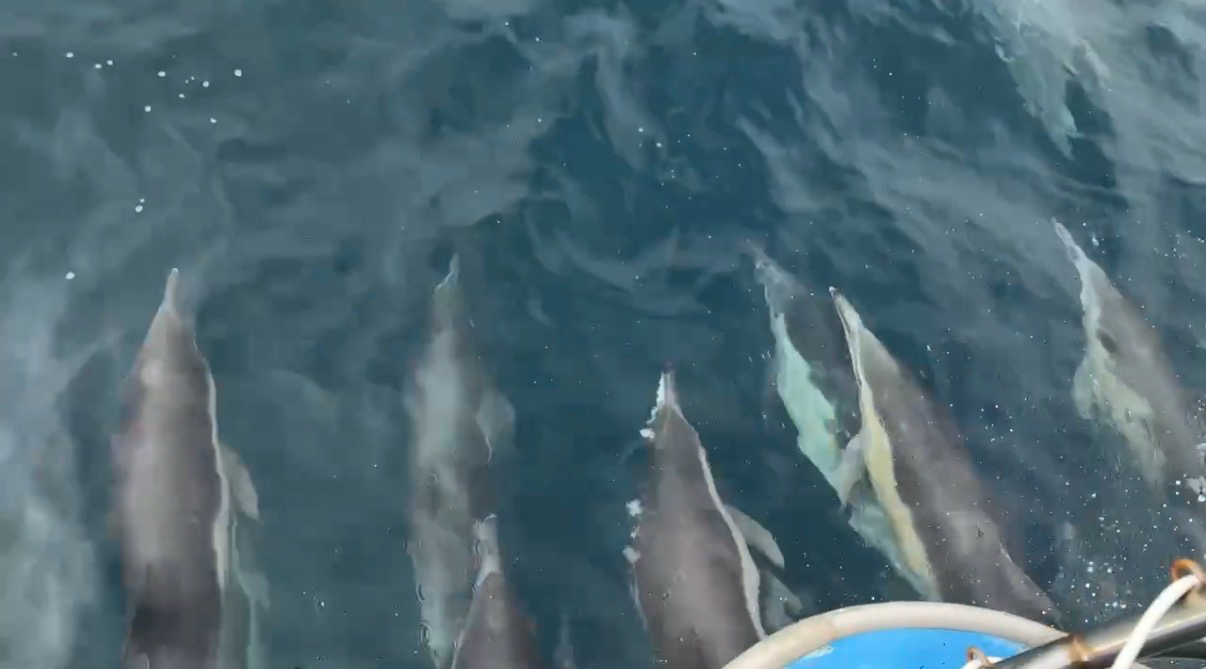 Delphinus delphis