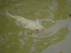 Planiliza subviridis