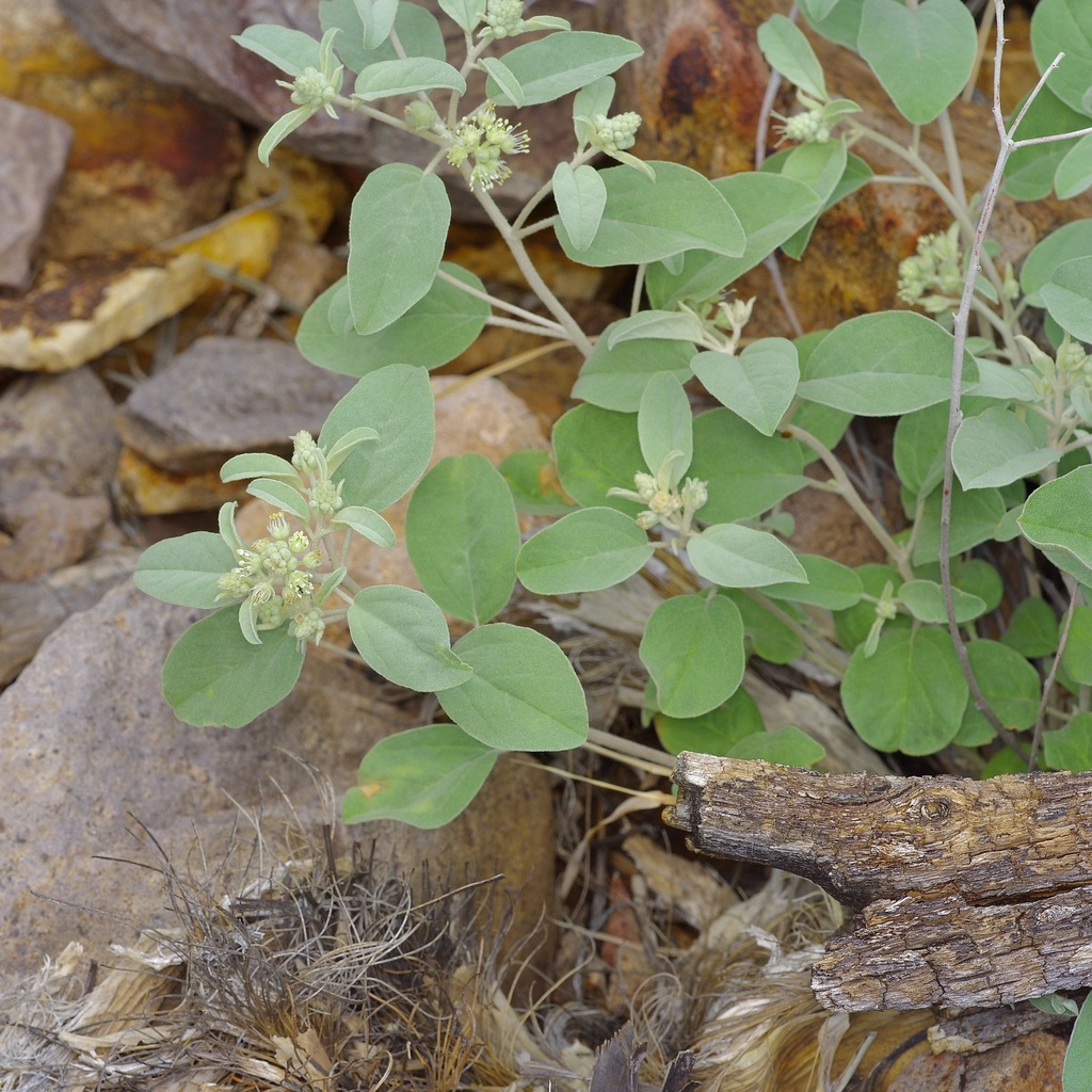 Croton pottsii; photograph (c) Michelle W. (鍾偉瑋), some rights reserved (CC BY)