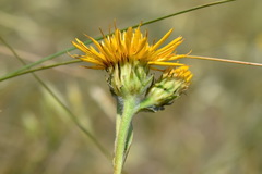 Pentanema oculus-christi