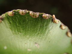 Adiantum reniforme image