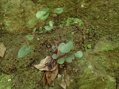 Adiantum reniforme image