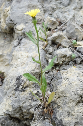 Picris pauciflora