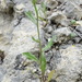 Picris pauciflora - Photo (c) Вадим, algunos derechos reservados (CC BY-NC)