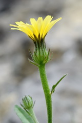 Picris pauciflora