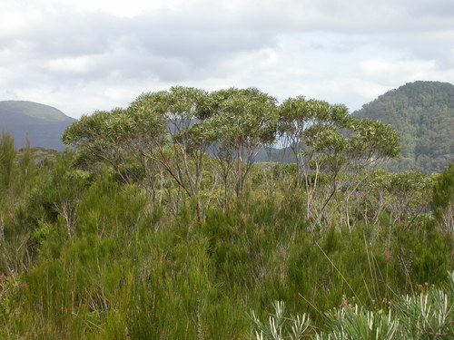 Eucalyptus microcodon L.A.S.Johnson & K.D.Hill
