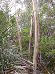 Eucalyptus microcodon