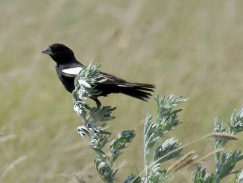 Lark Bunting
